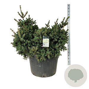 Picea pungens 'Lucky Strike' 125-150 cm cont. 230L solitair