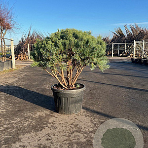 Pinus sylv. 'Watereri' 125-150 cm cont. 90L meerstammig