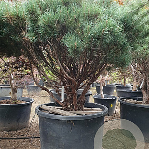 Pinus sylv. 'Watereri' 125-150 cm cont. 350L pompon