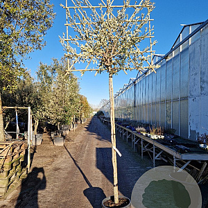 Quercus ilex 10-12 cm container LEIVORM 200 cm stam
