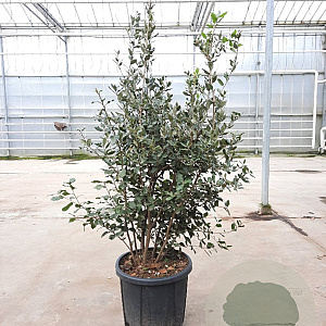 Quercus ilex 100-125 cm 25L