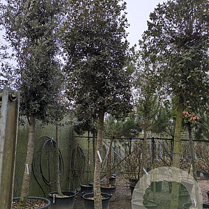 Quercus ilex 180 cm stam container 30-35