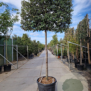 Quercus ilex 180 cm stam container 20-25 lei 150x120