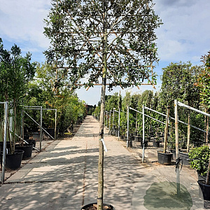 Quercus ilex 180 cm stam container 16-18 lei 180x120