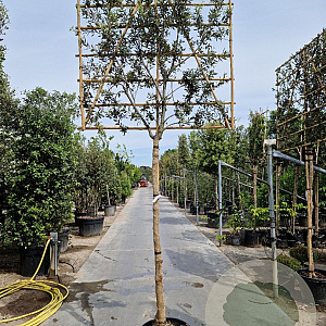 Quercus ilex 180 cm stam container 16-18 lei 180x120
