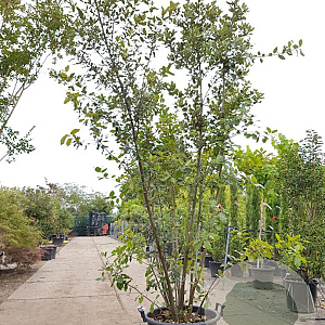 Quercus ilex 200-250 cm 50L