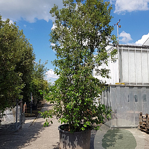 Quercus ilex 400-450 cm cont. 500L meerstammig extra