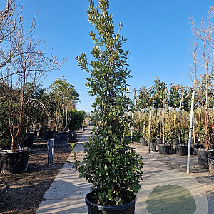 Quercus ilex 250-300 cm container meerstammig 3 stam