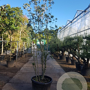 Quercus ilex 250-300 cm cont. 150L meerstammig