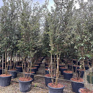 Quercus ilex 300-350 cm cont. 90L meerstammig