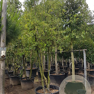 Quercus ilex 350-400 cm container piramide