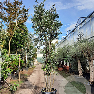 Quercus ilex 350-400 cm cont. 750L meerstammig