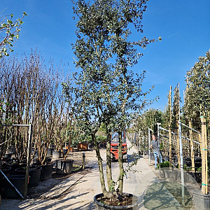 Quercus ilex 400-450 cm cont. 230L meerstammig