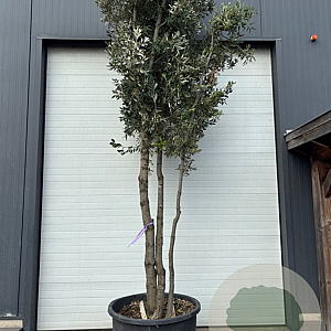 Quercus ilex 450-500 cm container meerstammig