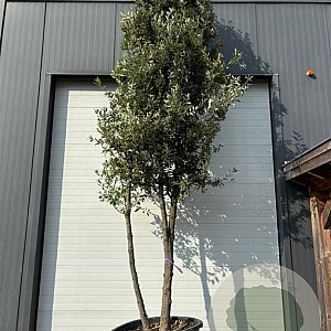 Quercus ilex 450-500 cm container meerstammig