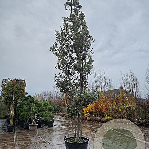 Quercus ilex 500-550 cm container meerstammig