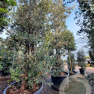 Quercus ilex 550-600 cm container meerstammig