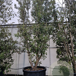 Quercus ilex 600-700 cm container meerstammig