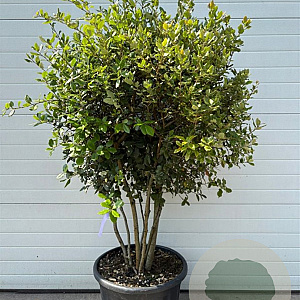 Quercus ilex GM cont. 65L meerstammig