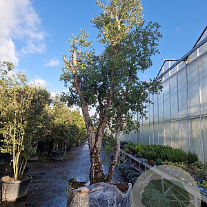 Quercus suber 400-450 cm cont. 150L meerstammig