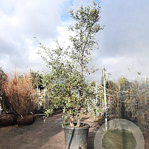 Quercus suber 200-250 cm cont. 90L meerstammig