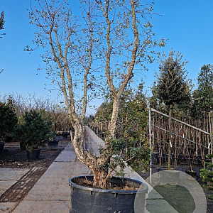 Quercus suber 350-400 cm container meerstammig solitair