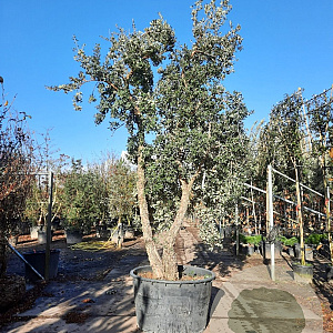 Quercus suber 350-400 cm container meerstammig solitair