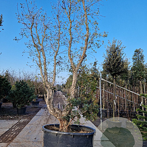 Quercus suber 350-400 cm container meerstammig solitair