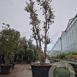 Quercus suber 350-400 cm cont. 500L meerstammig
