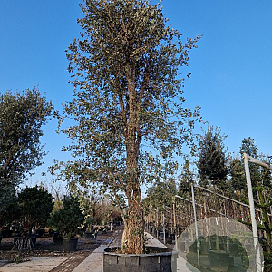Quercus suber 450-500 cm container solitair
