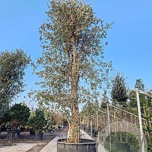Quercus suber 450-500 cm container solitair