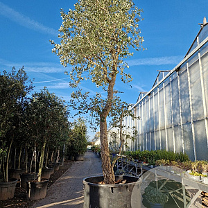 Quercus suber 450-500 cm cont. 500L