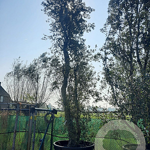 Quercus suber 550-600 cm container meerstammig