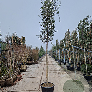 Quercus suber 180 cm stam container 18-20 leiboom