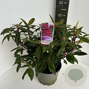 Rhododendron 'Marie Forte' 40-50 cm 5,0L
