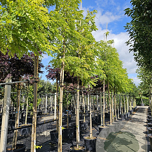 Robinia ps. 'Frisia' 12-14 HO 50L