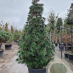 Sciadopitys vert. 'Sternschnuppe' 175-200 cm container meerstammig paraplu