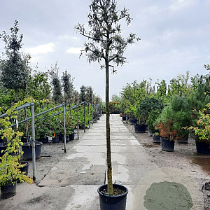 Sophora microphylla 'Hilsop' 200 cm stam container 16-18 leiboom