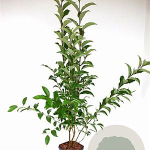 Ligustrum luc. Green Screen 80-100 cm 5,0L