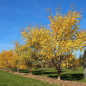 Styphnolobium j. 'Gold Standard' 200-250 cm draadkluit meerstammig
