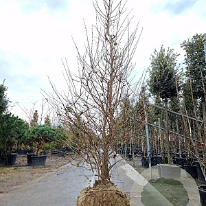 Styrax jap. 'Issai' 250-300 cm draadkluit meerstammig solitair