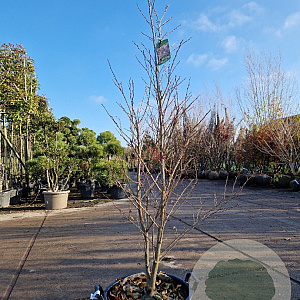 Styrax jap. Snowcone 150-175 cm 30L