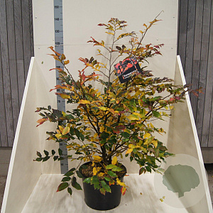 Sycoparrotia semidec. 'Purple Haze' 100-125 cm 20L