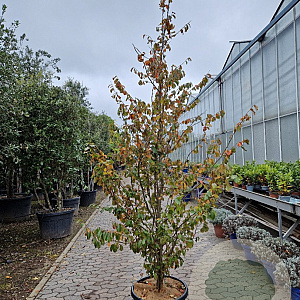 Sycopsis sinensis 200-250 cm cont. 70L