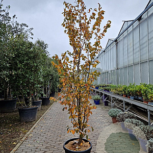 Sycopsis sinensis 250-300 cm cont. 70L