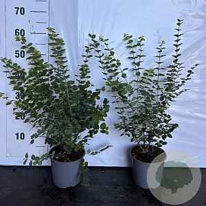 Symphoricarpos d. 'Magic Berry' 40-60 cm 2,0L