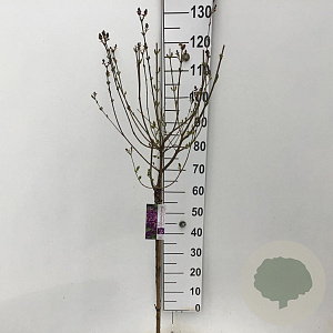 Syringa Dark Purple 60 cm stam 5,0L