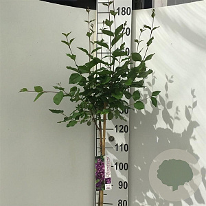 Syringa Dark Purple 120 cm stam 7,5L