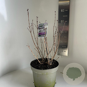 Syringa meyeri Flowerfesta White 40-45 cm 5,0L