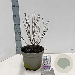 Syringa meyeri Flowerfesta White 40-50 cm 5,0L